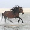 Сэйбл айленд (Sable Island)