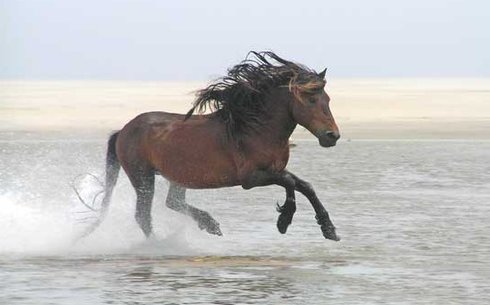 Сэйбл айленд (Sable Island)