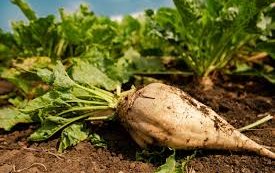 Сахарная свекла сорт Гримм