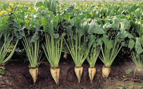 Сахарная свекла сорт Памяти Абугалиева