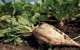 Сахарная свекла сорт Сандпайпер Смарт