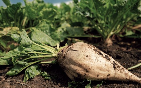 Сахарная свекла сорт Тиссерин