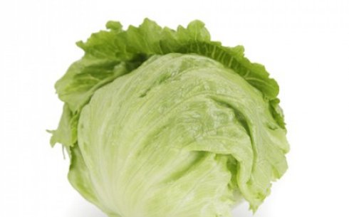 Салат сорт Картагенас