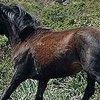 Сардиниялық пони (Sardinian pony)