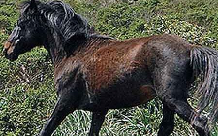 Сардиниялық пони (Sardinian pony)