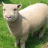 Саутдаун порода овец (Southdown)