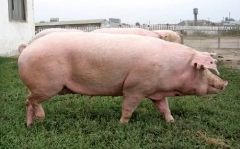 Жетісу тұқымы (semirechensk breed of pigs)