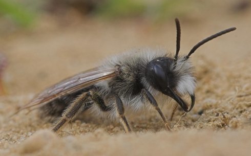 Сұр кавказдық ара тұқымы (Gray Caucasian breed of bees)