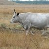 Серая украинская порода  (Ukrainian Grey cows)
