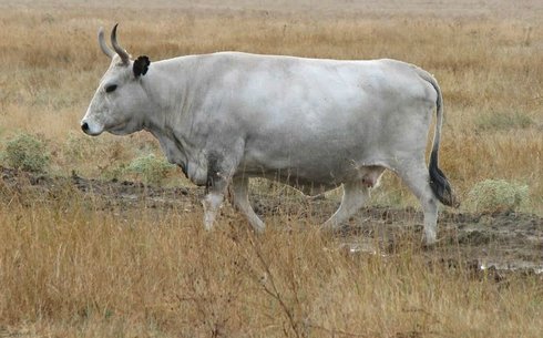 Сұр украин тұқымы (Ukrainian Gray cows)