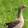 Шадринская порода (Shadrinsk Goose)