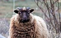 Шетланд порода овец (Shetland)