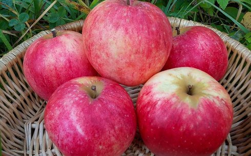 Яблоня сорт Штрейфлинг