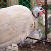 Сибирская белая порода (Siberian white guinea fowl)