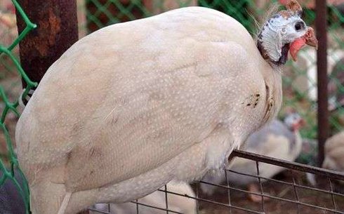Сибирская белая порода (Siberian white guinea fowl)