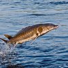 Сібір бекіресі (Siberian sturgeon)