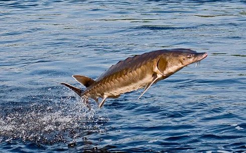 Сібір бекіресі (Siberian sturgeon)