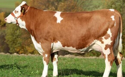 Simmental тұқымы (Simmental cow breed)