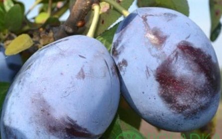 Слива сорт Чачакская лепотика
