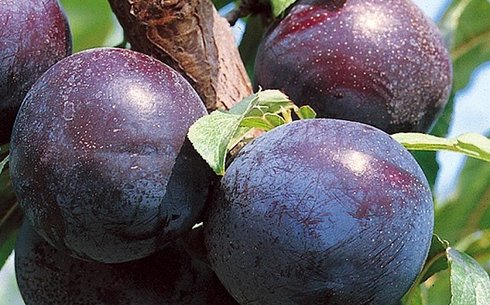 Слива сорт Дофи Сандра