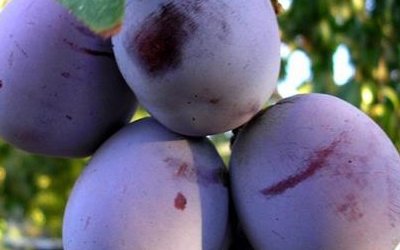 Слива сорт Джойо