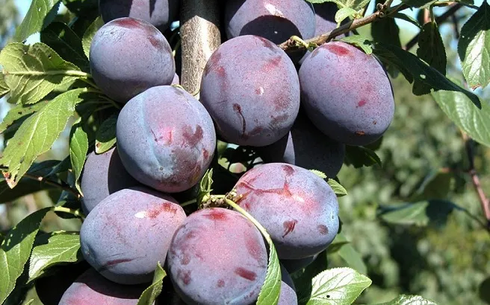 Слива сорт Калипсо