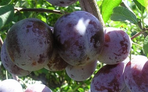 Слива сорт Карпатия