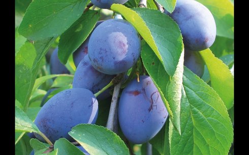 Слива сорт Стенлей