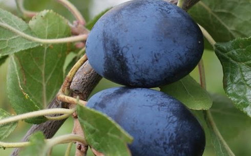 Слива сорт Валевка