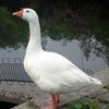 Словак қазы (Slovak White goose)