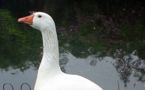 Словацкий гусь (Slovak White goose)