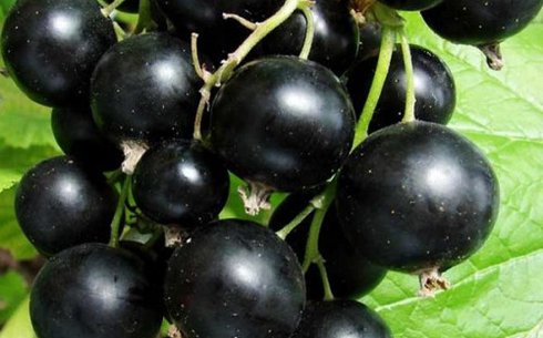 Смородина черная сорт Айдар