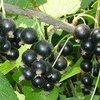 Смородина черная сорт Лама