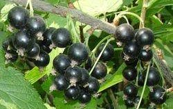 Смородина черная сорт Лама