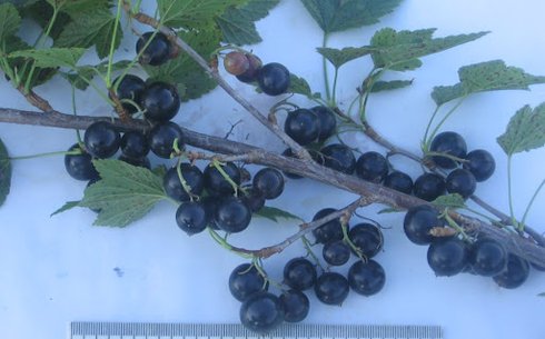Смородина черная сорт Сеянец Софьи