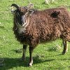 Соей қой тұқымы (Soay)