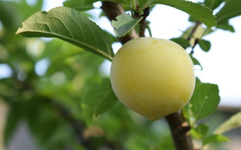 Слива сорт Сориссо ди Примавера