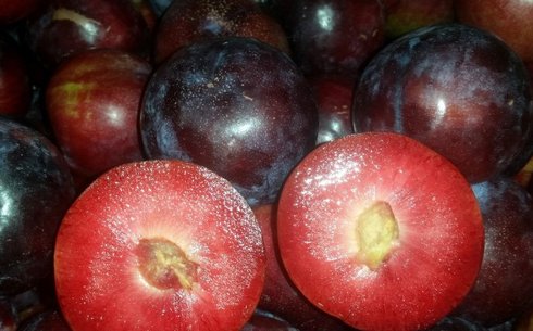 Слива сорт Блек Сплендор