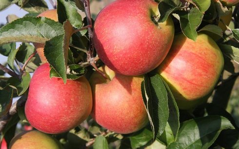 Яблоня сорт Нью Джонаголд