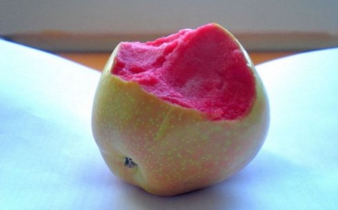 Яблоня сорт Пинк Перл (Pink Pearl)