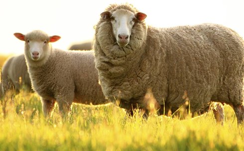 Советский меринос порода овец (Soviet merino)