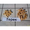 Соя сорт Терек