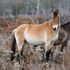 Испан мустангы (Spanish Mustang)