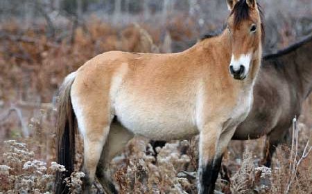 Испанский мустанг (Spanish Mustang)