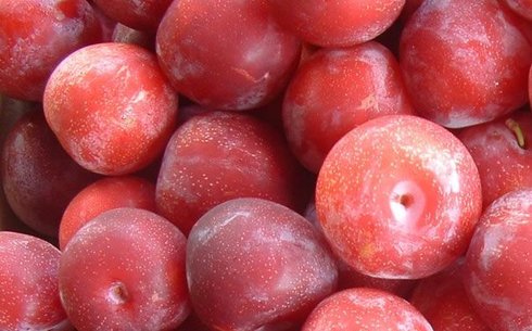 Слива сорт Старкинг Делишес