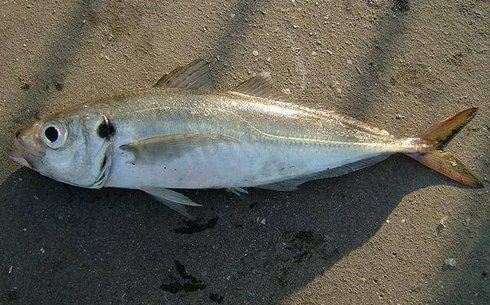 Кәдімгі ставрида (Horse mackerel)