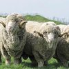 Ставрополь қойы тұқымы (Ставрополь мериносы) (Stavropolskaya sheep)