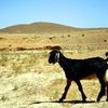 Судан шөлді ешкі тұқымы (Sudan Desert)