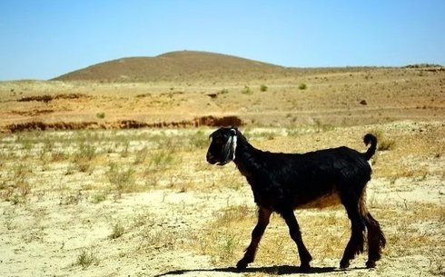 Суданская пустынная порода коз (Sudan Desert)