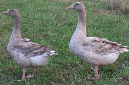 Sukhov goose 3